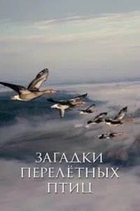 Загадки перелётных птиц (2014)