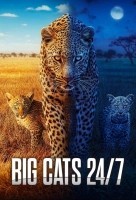 Большие кошки днём и ночью (2024)