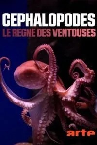 Цефалоподы – покорители морей (2021)