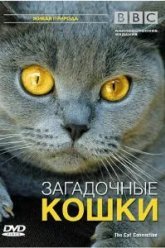 BBC: Загадочные кошки (2002)
