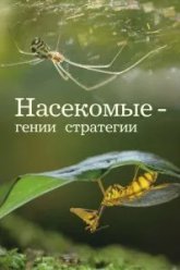 Насекомые - гении стратегии (2021)