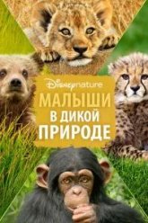 Малыши в дикой природе (2015)